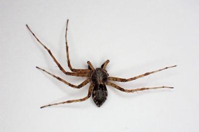 <i>Philodromus praedatus</i>