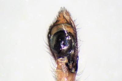 <i>Philodromus praedatus</i>