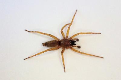 <i>Clubiona lutescens</i>