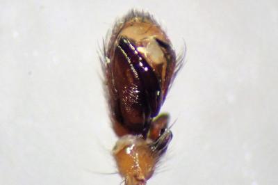 <i>Clubiona lutescens</i>