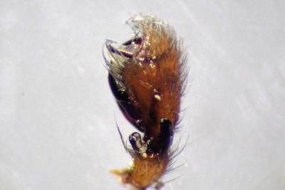 <i>Clubiona lutescens</i>