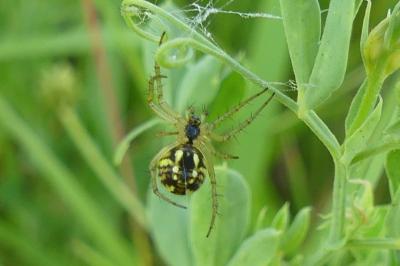 <i>Mangora acalypha</i>