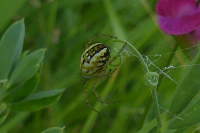 <i>Mangora acalypha</i>