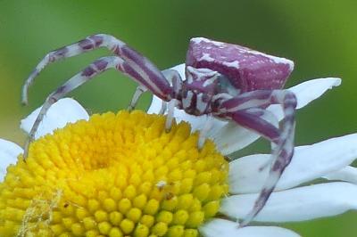 <i>Thomisus onustus</i>