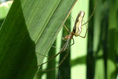 <i>Tetragnatha</i>