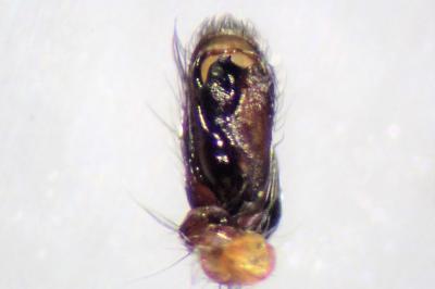 <i>Clubiona brevipes</i>