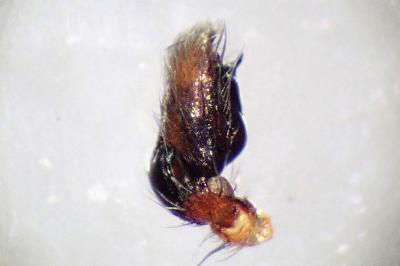 <i>Clubiona brevipes</i>