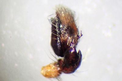 <i>Clubiona brevipes</i>