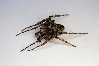 <i>Gibbaranea gibbosa</i>