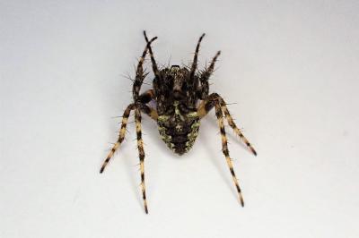 <i>Gibbaranea gibbosa</i>