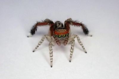 <i>Saitis barbipes</i>