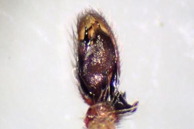<i>Clubiona reclusa</i>