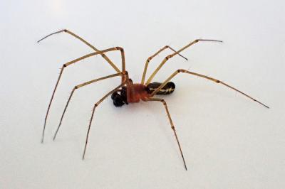 <i>Neriene radiata</i>