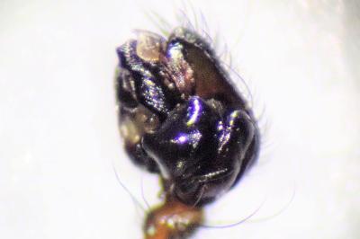 <i>Neriene radiata</i>