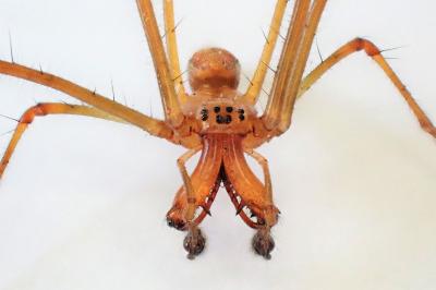 <i>Tetragnatha montana</i>