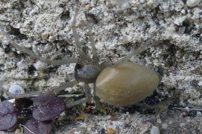 <i>Cheiracanthium</i>