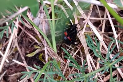 <i>Steatoda paykulliana</i>