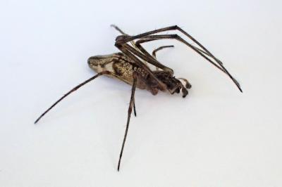<i>Tetragnatha nigrita</i>