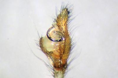 <i>Tetragnatha nigrita</i>