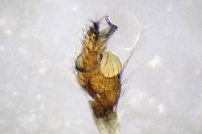 <i>Tetragnatha nigrita</i>