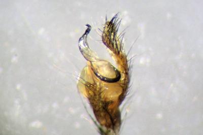 <i>Tetragnatha nigrita</i>