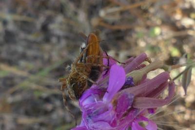 <i>Oxyopes</i>