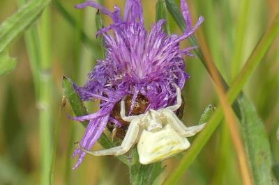 <i>Thomisus onustus</i>