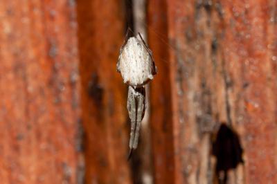 Uloboridae