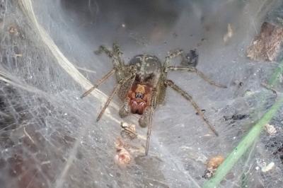 <i>Agelena labyrinthica</i>