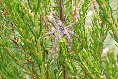 <i>Pisaura mirabilis</i>