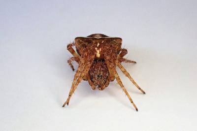 <i>Gibbaranea bituberculata</i>