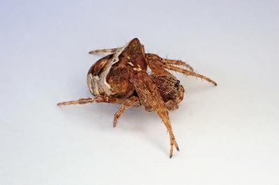 <i>Gibbaranea bituberculata</i>