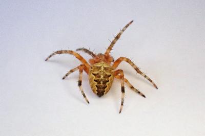<i>Araneus diadematus</i>