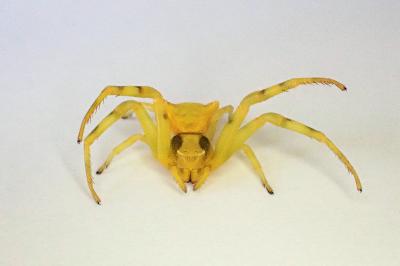 <i>Thomisus onustus</i>
