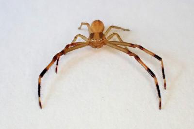 <i>Runcinia grammica</i>