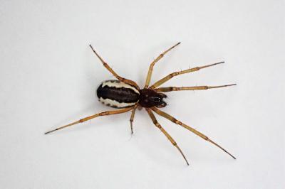 <i>Frontinellina frutetorum</i>