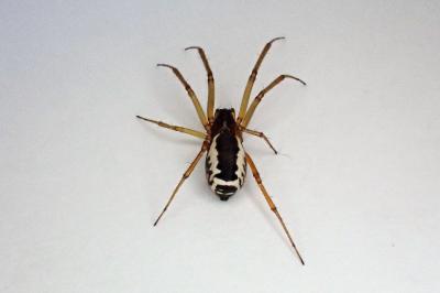 <i>Frontinellina frutetorum</i>