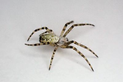 <i>Argiope bruennichi</i>