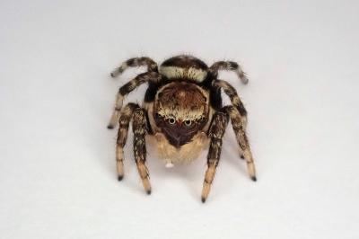 <i>Evarcha falcata</i>