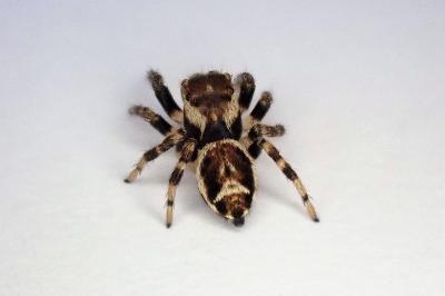 <i>Evarcha falcata</i>
