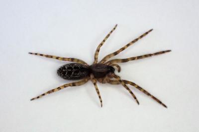 <i>Segestria bavarica</i>