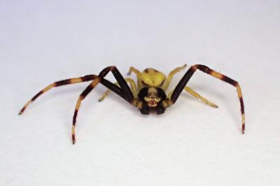 <i>Misumena vatia</i>