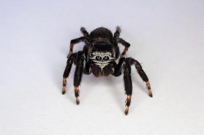 <i>Evarcha arcuata</i>