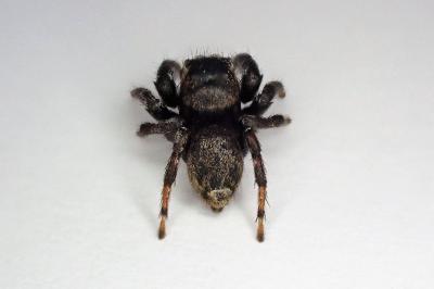 <i>Evarcha arcuata</i>