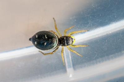 <i>Heliophanus cupreus</i>