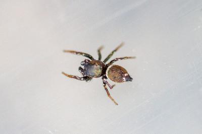 <i>Heliophanus tribulosus</i>