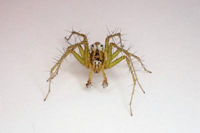 <i>Oxyopes lineatus</i>
