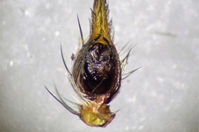 <i>Oxyopes lineatus</i>