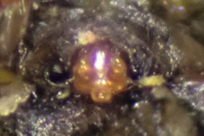 <i>Tenuiphantes tenuis</i>