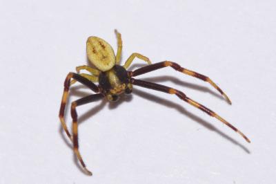 <i>Misumena vatia</i>